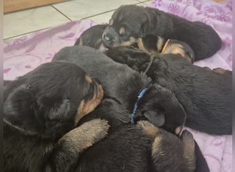 Rottweiler Schäferhund Mischling
