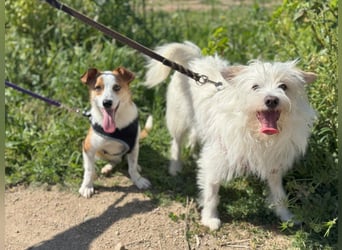 Larry und Jack: 2 wie Pech und Schwefel