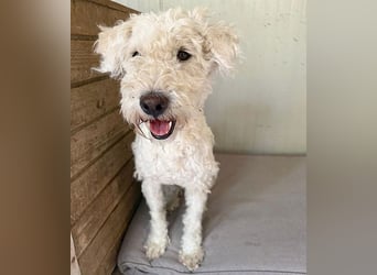 ❤️ zarte Hundeseele LUNA - 3,5 Jahre, 45cm - Puli-Mix
