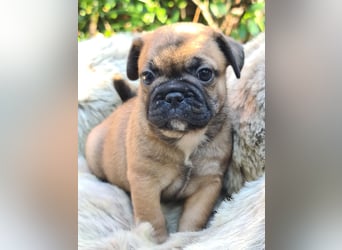 Allerliebste FROPS Kinder (Französische Bulldogge und Mops)