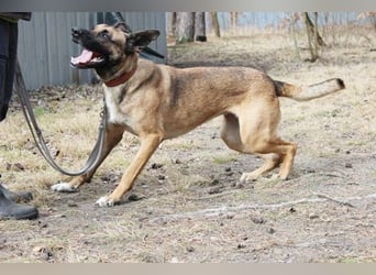 Heidi, Ridgeback-Malinois-Mix, geb. 2021, benötigt körperliche und geistige Auslastung