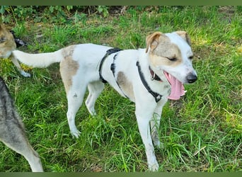 Schmusefreund IVO sucht sein Traumzuhause