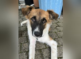 Lieber, hübscher Jungrüde Tarek
