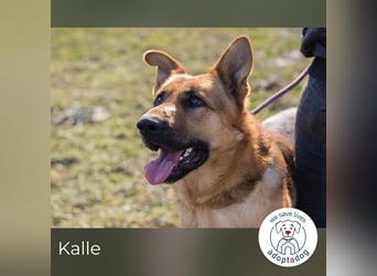 Kalle: Sanfter Riese sucht sein Glück!