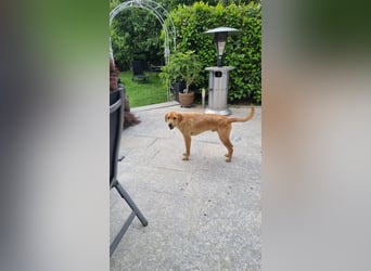 Oskar - in 71067 Sindelfingen  auf Pflegestelle