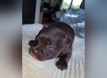 Bezaubernde Welpen aus Bolonka Zwetna und Pomeranian (Zwergspitz)