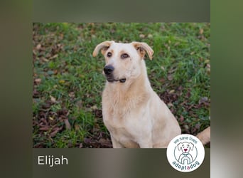 Elijah: Bester Freund gesucht
