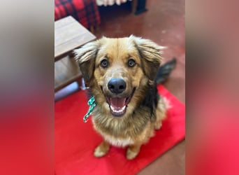 Zauberhafter WOOFY sucht Familienanschluß
