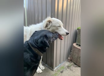 Alain: unkomplizierter Familienhund