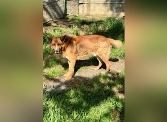 Boh - NOTFALL - Vom Straßenrand mitten ins Herz
