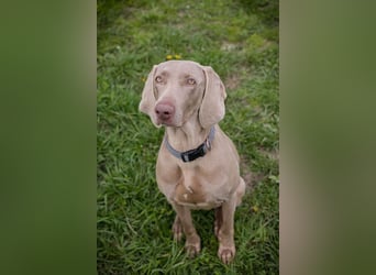 Weimaraner Hündin Melly