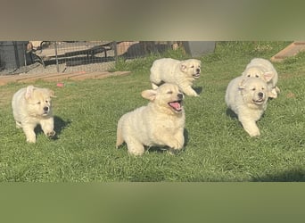 Golden Retriever Welpen aus excellenter Verpaarung
