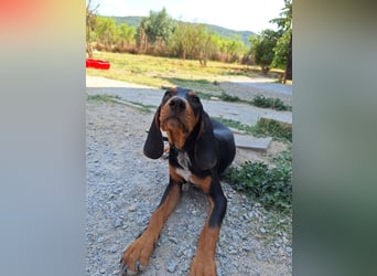 Frohnatur Marley