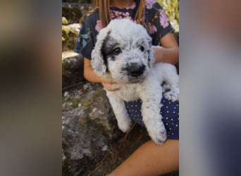 Bergamasker Barbet Mix Doodle Bergamasco Franz. Wasserhund Bergadoodle für Allergiker nicht haarend