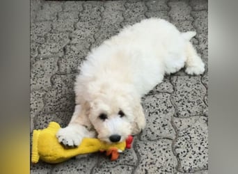 Abgabebereite Goldendoodle & Labradoodle Labrador+Golden+Retriever+Pudel Welpen