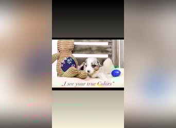 Zauberhafte Australian Shepherd Hündinnen