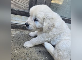 1 Golden Retriever Rüde sucht..