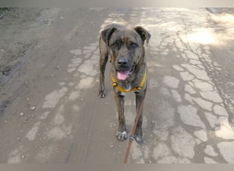 liebenswürdiger Bark sucht sein Zuhause