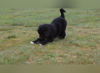 Bergamasker Barbet Mix Doodle Bergamasco Franz. Wasserhund Bergadoodle für Allergiker nicht haarend
