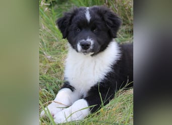 Australian Shepherd Welpe (reinrassig)