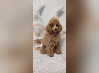 Toypudel/Zwergpudel mit Pedigree Ahnentafel