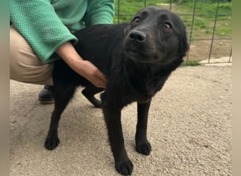 Marla ❤️ sanfte, liebe junge Hündin!
