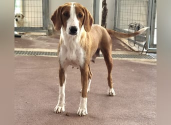 Selma Mischlingshündin ca. 2 Jahre alt in Griechenland