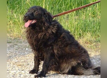 Rupert, Mischling