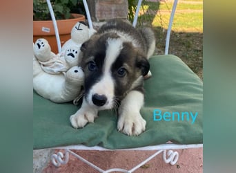 Border Collie Mischlings Welpen