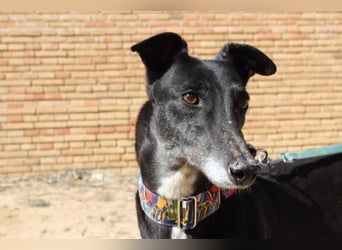NORMA-klassische Galga: elegant, feinfühlig und voller innerer Stärke