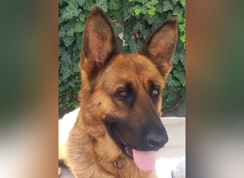 Molly sucht ein liebevolles Zuhause