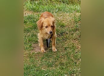 Bolota, Mix Dackel / Spaniel, noch schüchtern und ängstlich