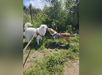 Larry und Jack: 2 wie Pech und Schwefel