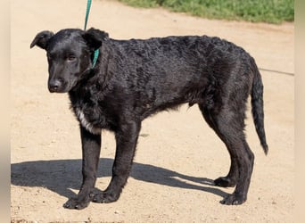 Feri, hat das Zeug für einen tollen Familienhund