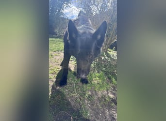 Schwarzer Schäferhund LARK sucht eine neue Familie!