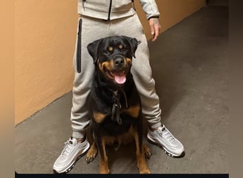Rottweiler