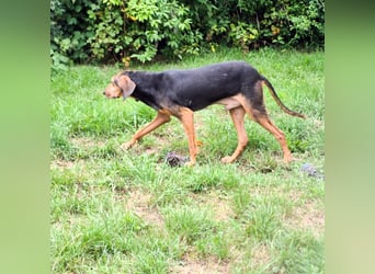 Rocco  - dringend - ein Überlebenskünstler sucht ein neues Zuhause