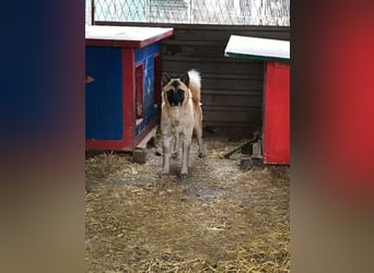 Juan: schüchterner Rüde