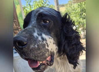 Lord  - ein ruhiger, wunderbarer Setter sucht sein liebevolles Zuhause!