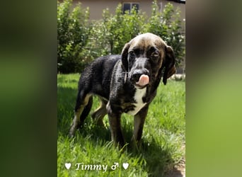 Timmy, Adam und Ajax suchen ein Zuhause