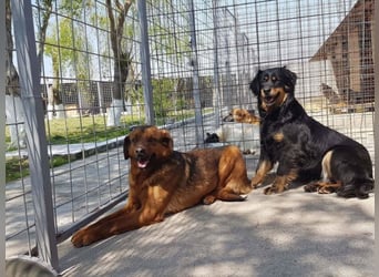 Red, ein Angsthund sucht seine Seelenmennschen