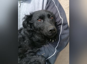 Sasa, tolle Mudi Mama sucht Traumzuhause