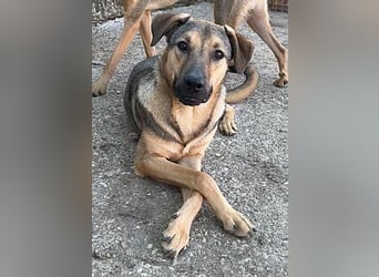⭐️WUTZL⭐️, Rüde, 1,5 Jahre, 54 cm, Mischling, Tierschutz