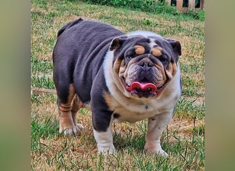 english Bulldogwelpen (Rarität!!)