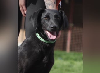KYRA ca. 1 J. verspielte Vizsla-Labbimix-Mädchen sucht sportl. Familie