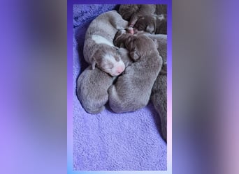 Labrador Aussiedor Welpen  in silber und silber merle aus liebevoller Zucht