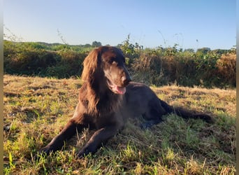 C - Wurf Flat Coated Retriever 2025