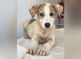 Lelia, geb. ca. 03/2025, lebt in GRIECHENLAND, im städt. Tierheim Serres