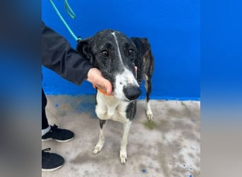 Marylin, zauberhafte Galgo Lady, zu brav für die Jagd, abgegeben