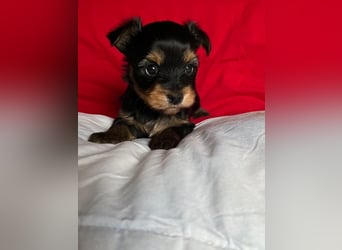Yorkshire Terrier Welpen black and tan mit Ahnentafel